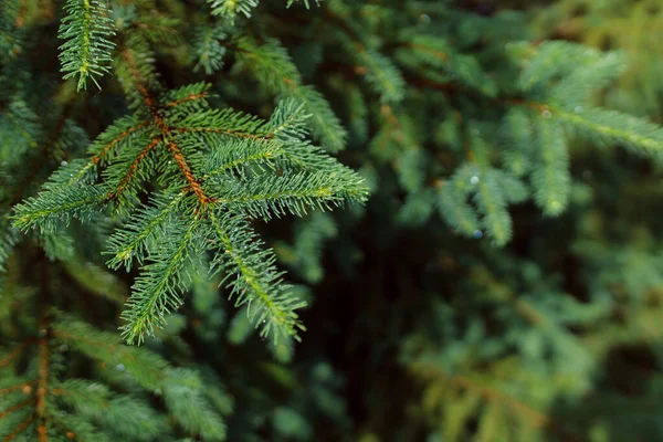 Groene Dennenboom Tak Met Naalden Een Achtergrond Van Het Bos — Stockfoto
