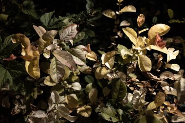 Güzel botanik fotoğrafı, doğal duvar kağıdı. 
