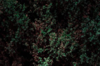 yeşil köknar ağacı dalları, bitki örtüsü ve yapraklar