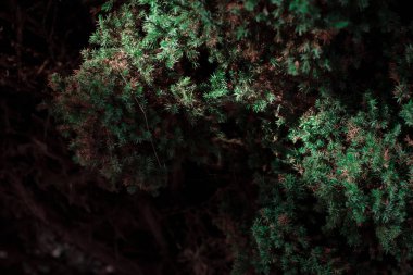 yeşil köknar ağacı dalları, bitki örtüsü ve yapraklar