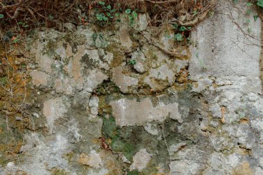 Yeşil bitkilerle taş arkaplan dokusu