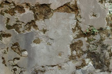 Yeşil bitkilerle taş arkaplan dokusu