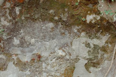 Yeşil bitkilerle taş arkaplan dokusu