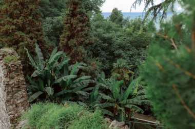 Botanik Bahçesi. Çok yoğun yeşil bitki örtüsüyle kaplı kayaların görüntüsü. Dünyanın dört bir yanından toplanmış eşsiz bitkiler. Yağmur ormanlarını koruma kavramı.