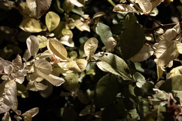 Herfst Achtergrond Met Kleurrijke Bladeren — Stockfoto