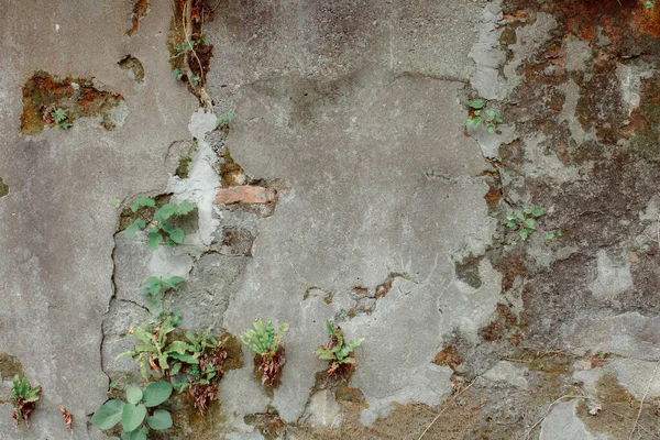 Stone Background Texture Green Plants — ストック写真