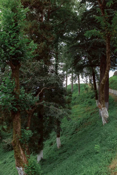 Botanical Garden View Rocks Covered Very Dense Green Vegetation Unique — Fotografia de Stock