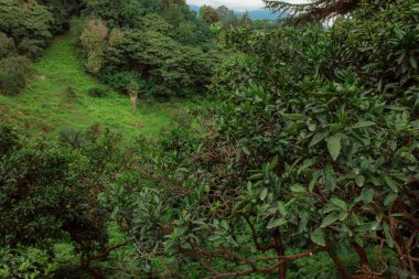 Ormanda yeşil ağaçlar