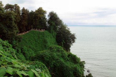 Ormanda yeşil ağaçlar