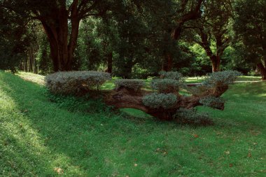 Parkın güzel manzarası