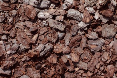 Yeşil çimenlikteki bir oduna yaklaş