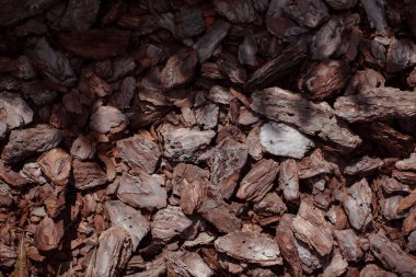 Yeşil çimenlikteki bir oduna yaklaş