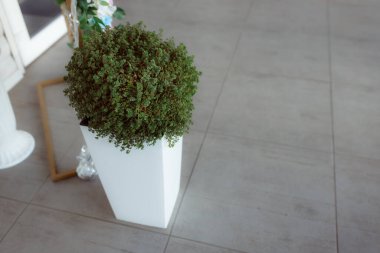 Bahçede yeşil saksı bitkileri.