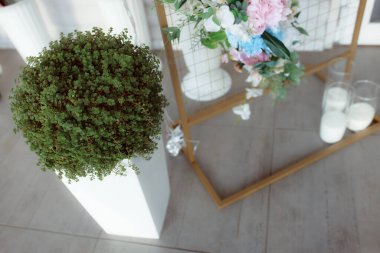 Bahçede yeşil saksı bitkileri.