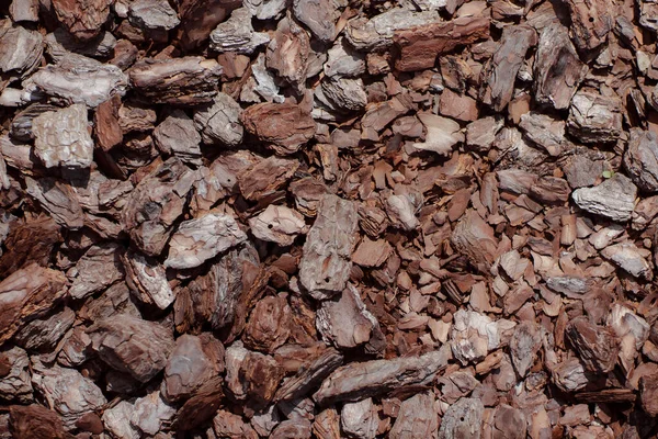 Yeşil çimenlikteki bir oduna yaklaş