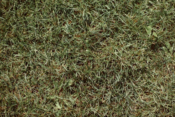 Background Green Grass Texture — Foto de Stock