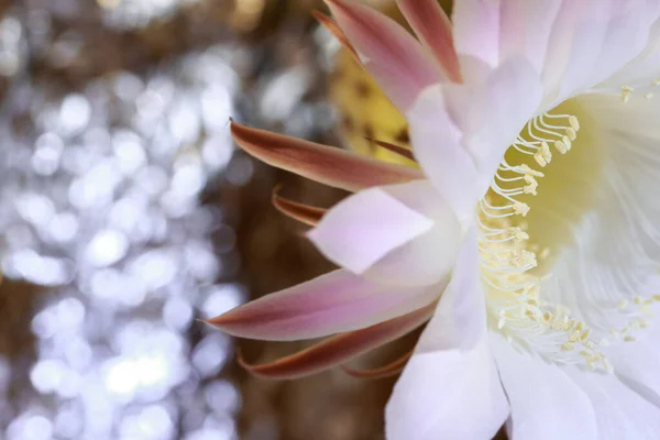 Kaktüs Çiçeği Ekinopsis Tüberküler Yazı Için Arka Plan Minimalizm — Stok fotoğraf