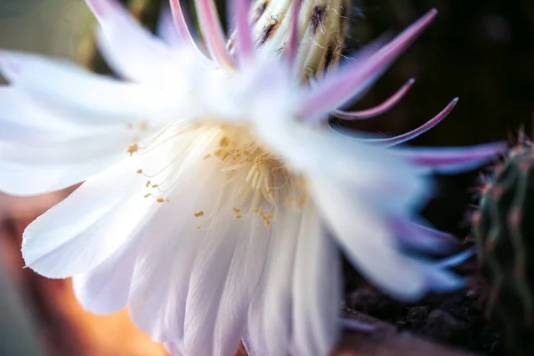 Cactus Flower Echinopsis Tubercular Background Inscription Minimalism — 스톡 사진