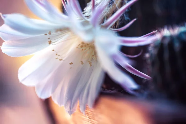 Una Flor Cactus Equinopsis Tubercular Fondo Para Inscripción Minimalismo — Foto de Stock