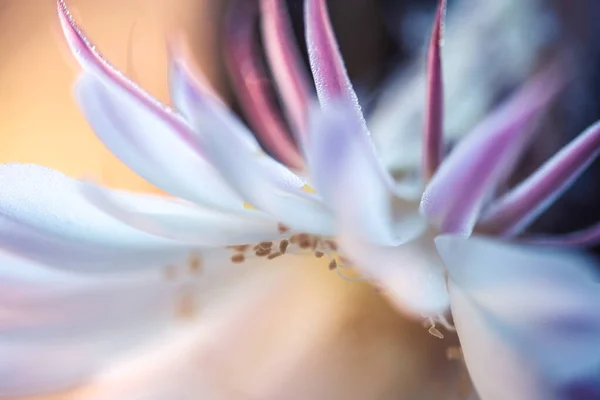 Kaktüs Çiçeği Ekinopsis Tüberküler Yazı Için Arka Plan Minimalizm — Stok fotoğraf