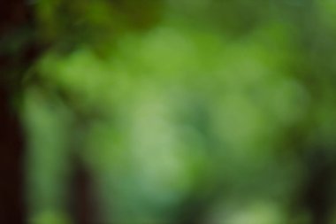blurred green nature background, abstract backdrop