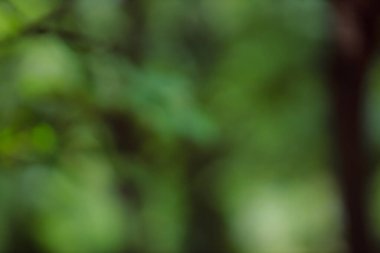 blurred green nature background, abstract backdrop
