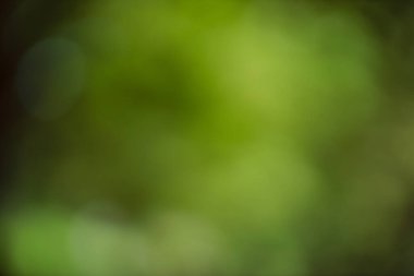 blurred green nature background, abstract backdrop