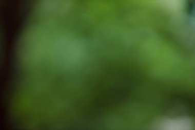 blurred green nature background, abstract backdrop