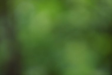 blurred green nature background, abstract backdrop
