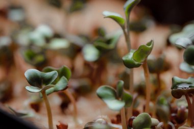 macro shot of growing small and tiny plant sprouts 