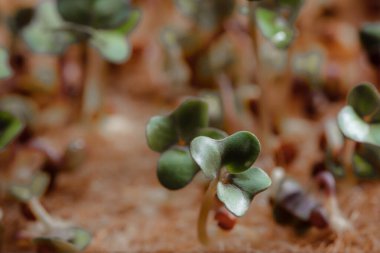 growing small and tiny plant sprouts 