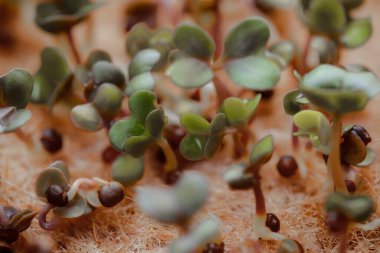 macro shot of growing small and tiny plant sprouts 