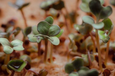 close-up photography of growing small and tiny plant sprouts 