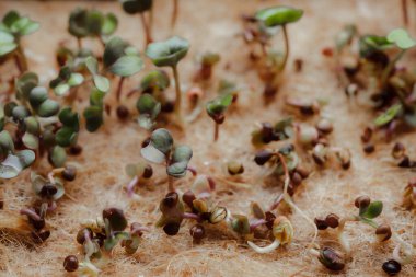 macro shot of growing small and tiny plant sprouts 