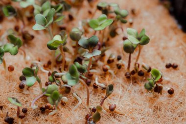 close up of growing small and tiny plant sprouts 
