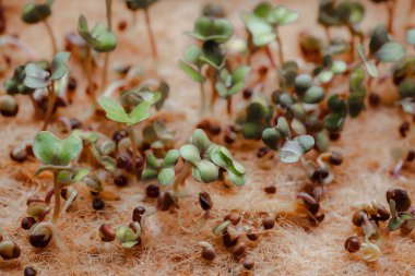 macro shot of growing small and tiny plant sprouts 