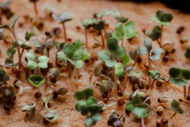 macro shot of growing small and tiny plant sprouts 