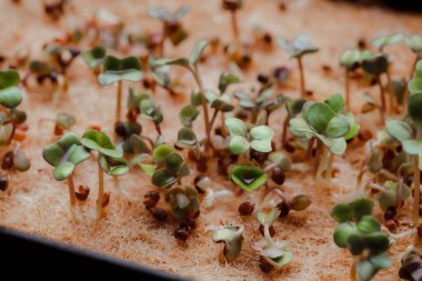 macro shot of growing small and tiny plant sprouts 