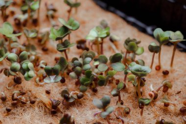 close up of growing small and tiny plant sprouts 
