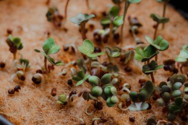 close-up photography of growing small and tiny plant sprouts 