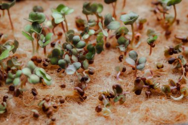 close-up photography of growing small and tiny plant sprouts 