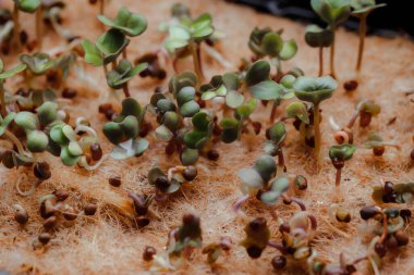 close-up photography of growing small and tiny plant sprouts 