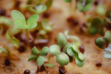 growing small and tiny plant sprouts 