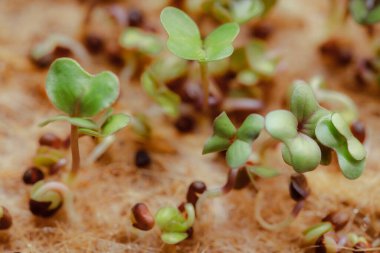 growing small and tiny plant sprouts 