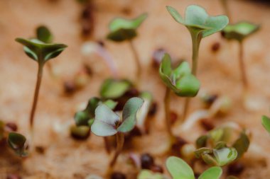 close-up photography of growing small and tiny plant sprouts 