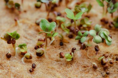 close-up photography of growing small and tiny plant sprouts 