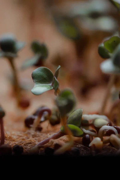 Growing Small Tiny Plant Sprouts — 스톡 사진