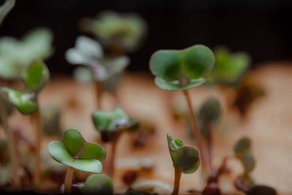 Close Growing Small Tiny Plant Sprouts — 스톡 사진