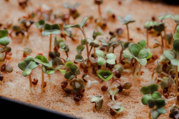 macro shot of growing small and tiny plant sprouts 