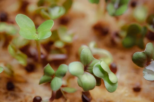 Growing Small Tiny Plant Sprouts — 스톡 사진